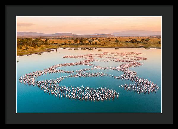 Elegant Flamingos By The Water