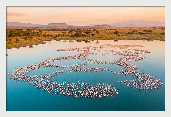 Elegant Flamingos By The Water