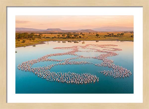 Elegant Flamingos By The Water