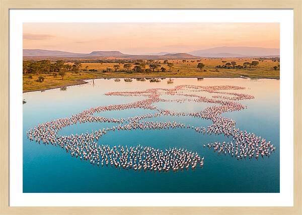 Elegant Flamingos By The Water