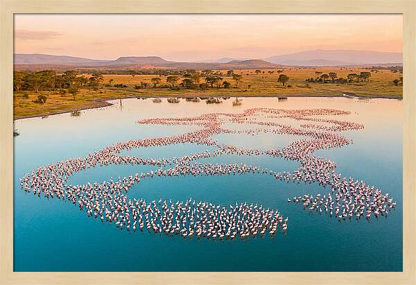 Elegant Flamingos By The Water