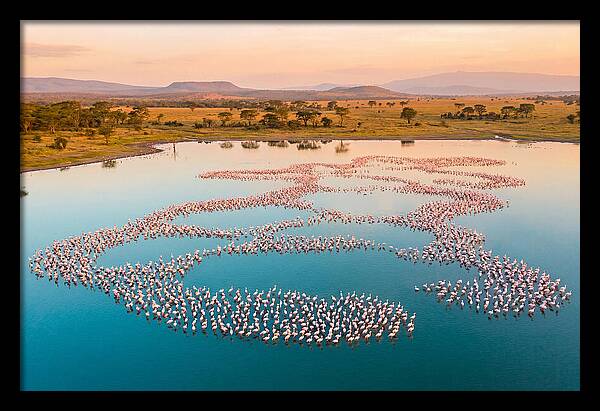 Elegant Flamingos By The Water