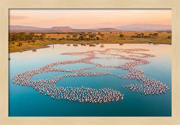 Elegant Flamingos By The Water