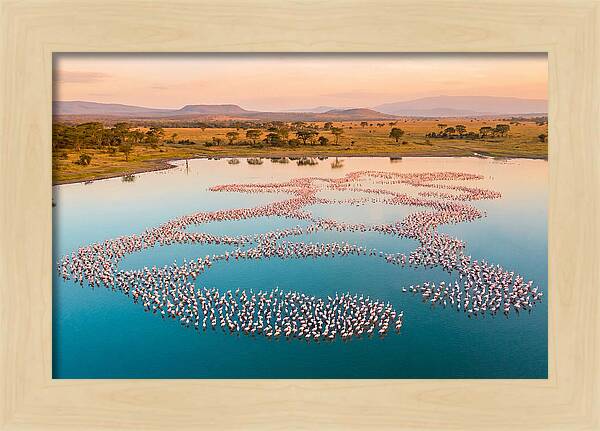 Elegant Flamingos By The Water