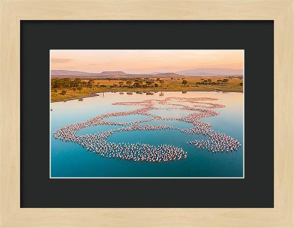 Elegant Flamingos By The Water