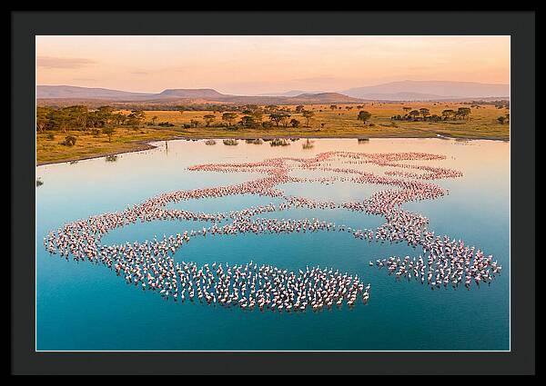 Elegant Flamingos By The Water
