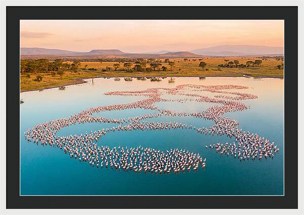 Elegant Flamingos By The Water