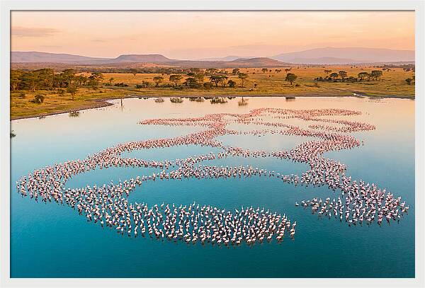 Elegant Flamingos By The Water