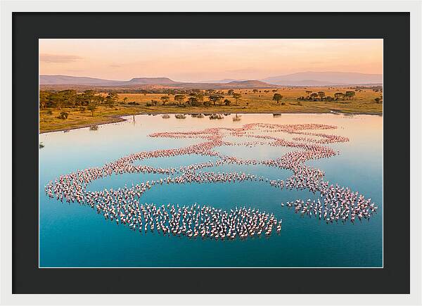 Elegant Flamingos By The Water