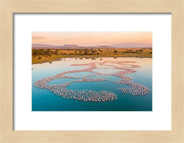 Elegant Flamingos By The Water