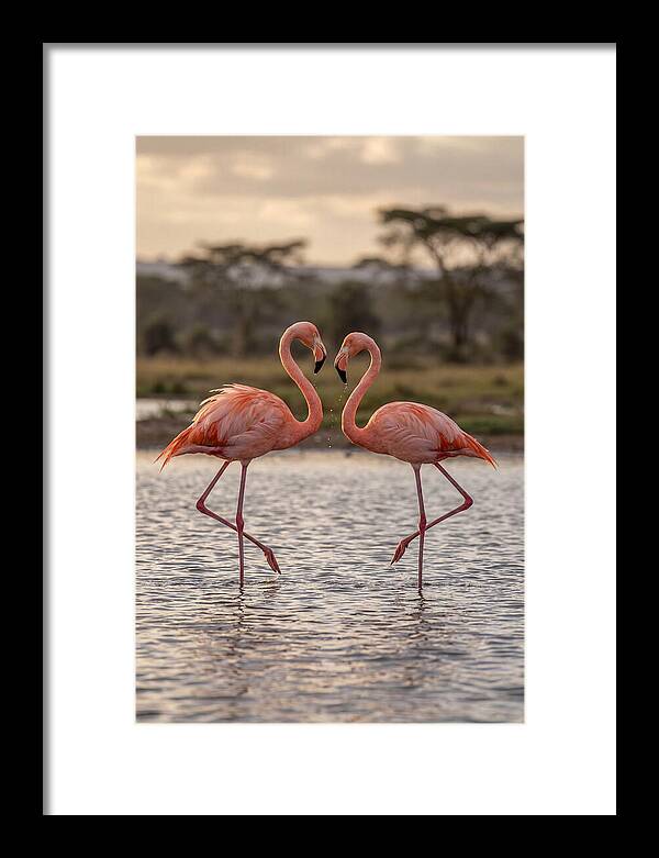 Elegant Flamingos In Motion