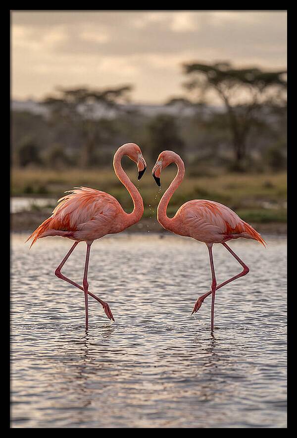 Elegant Flamingos In Motion
