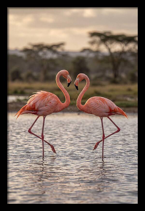Elegant Flamingos In Motion
