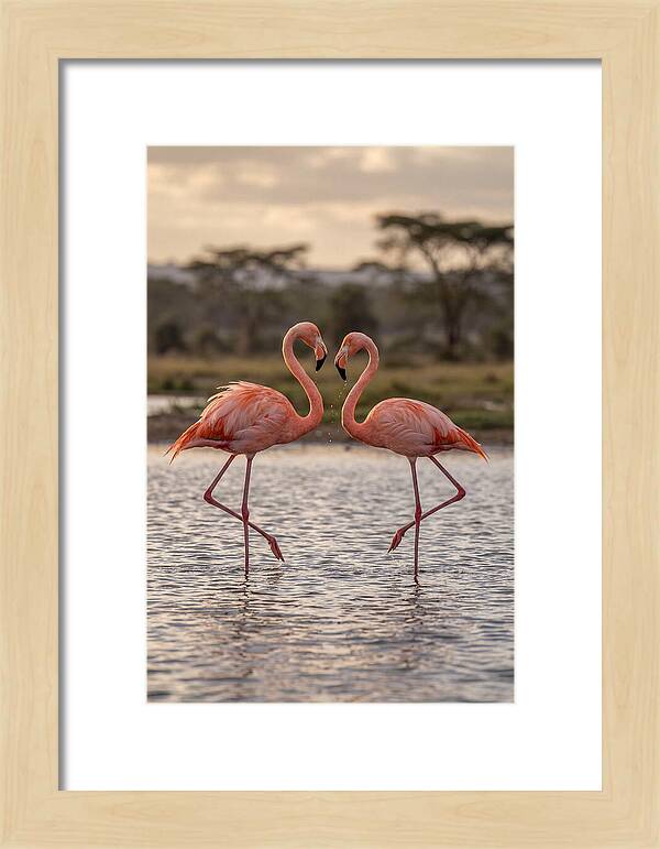 Elegant Flamingos In Motion