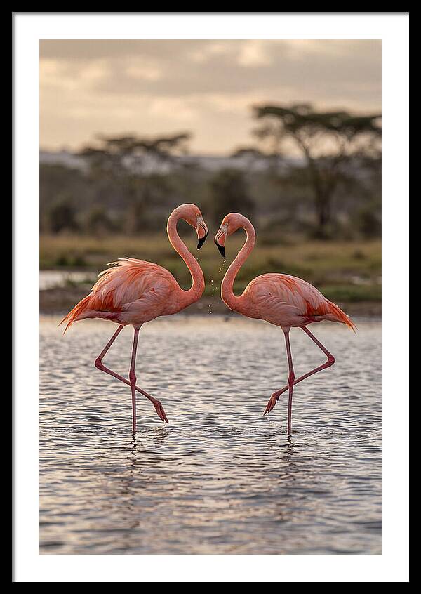 Elegant Flamingos In Motion