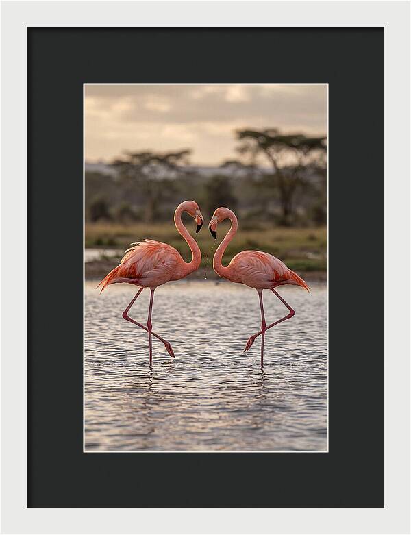 Elegant Flamingos In Motion