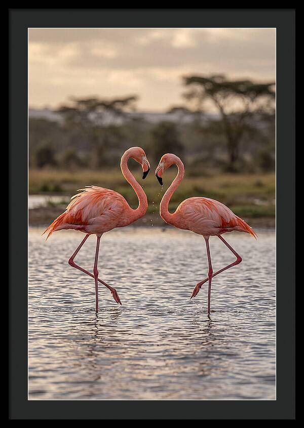 Elegant Flamingos In Motion