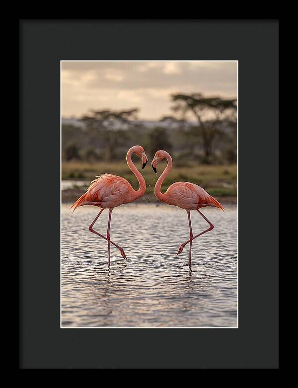 Elegant Flamingos In Motion
