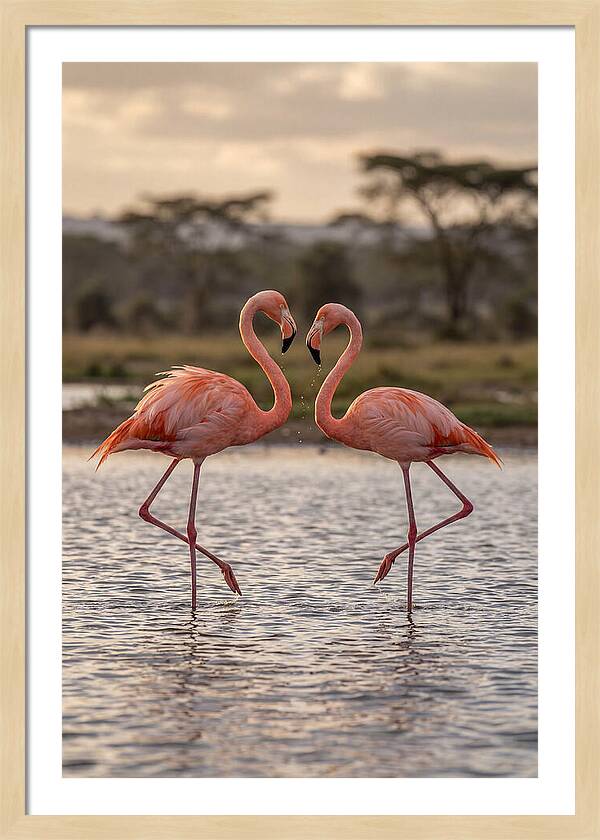 Elegant Flamingos In Motion