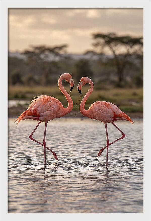 Elegant Flamingos In Motion