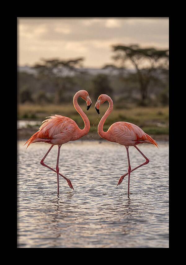 Elegant Flamingos In Motion