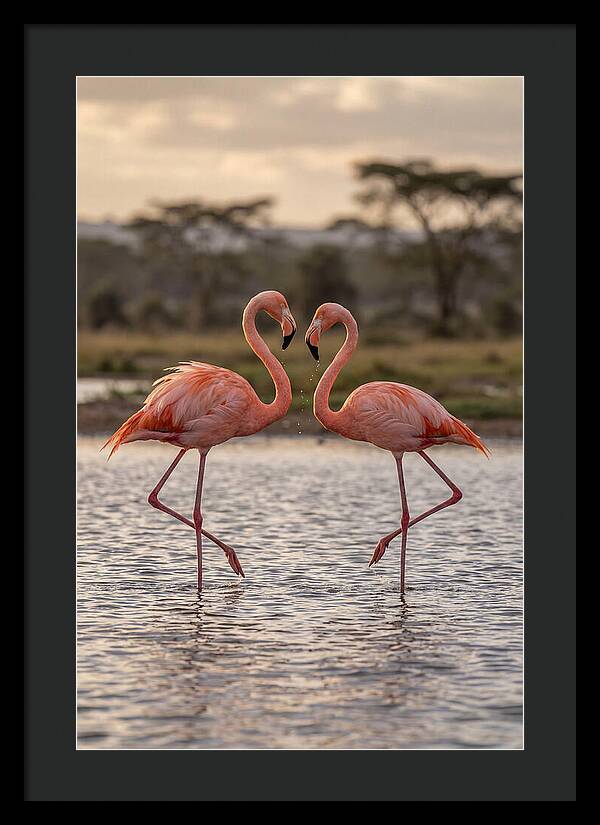 Elegant Flamingos In Motion