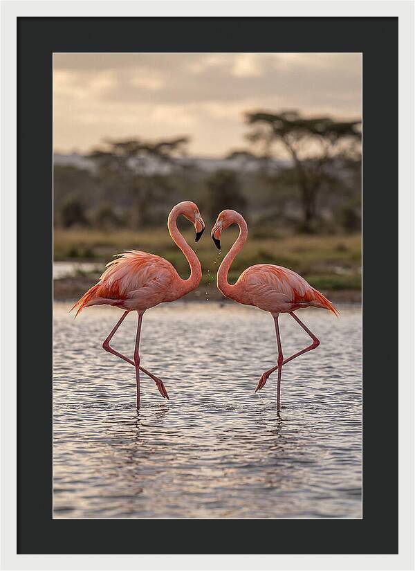 Elegant Flamingos In Motion