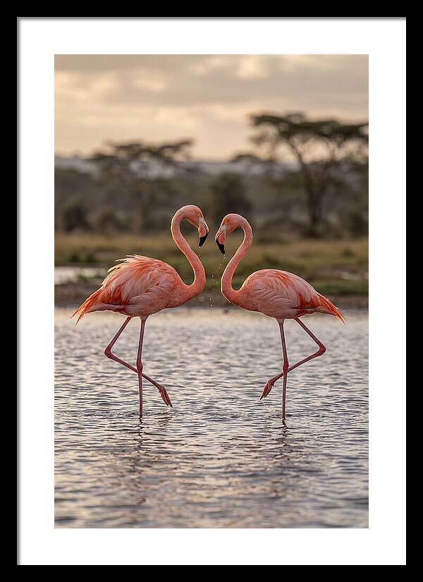 Elegant Flamingos In Motion