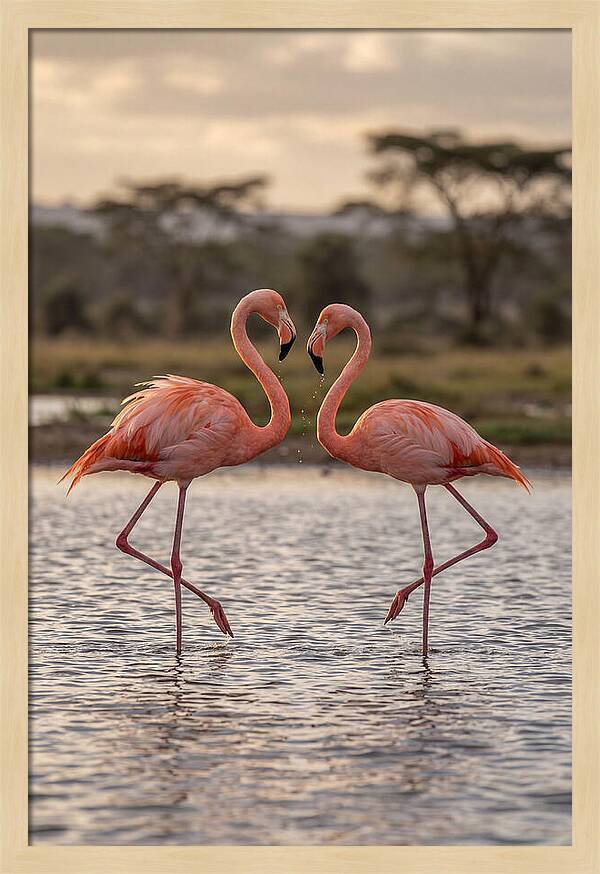 Elegant Flamingos In Motion