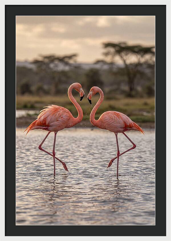 Elegant Flamingos In Motion