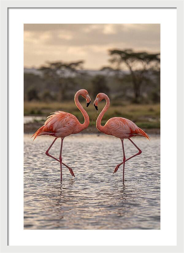 Elegant Flamingos In Motion