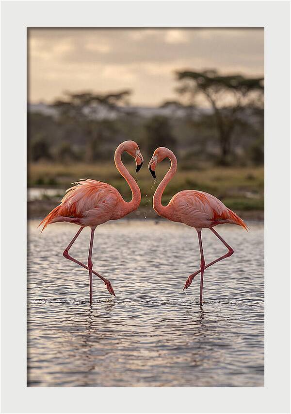 Elegant Flamingos In Motion