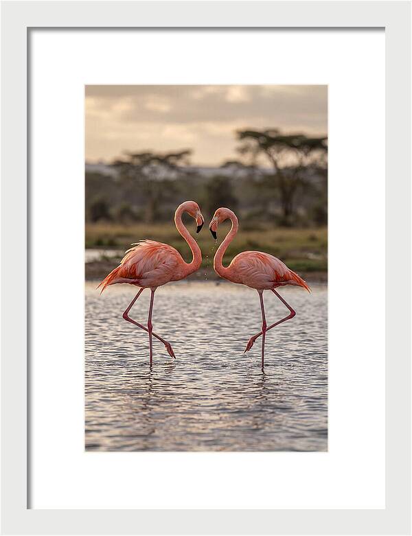 Elegant Flamingos In Motion