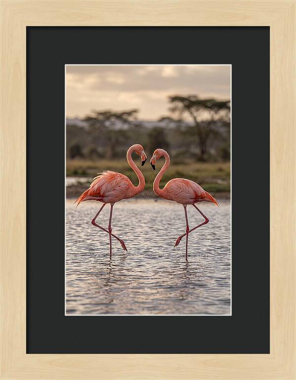 Elegant Flamingos In Motion