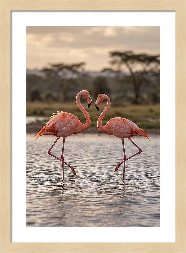 Elegant Flamingos In Motion