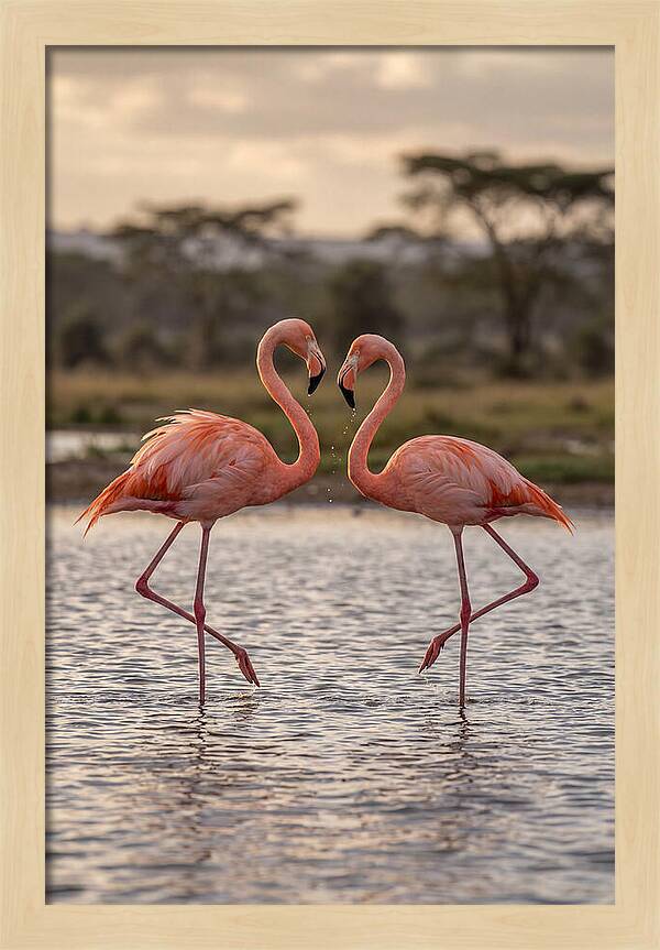 Elegant Flamingos In Motion