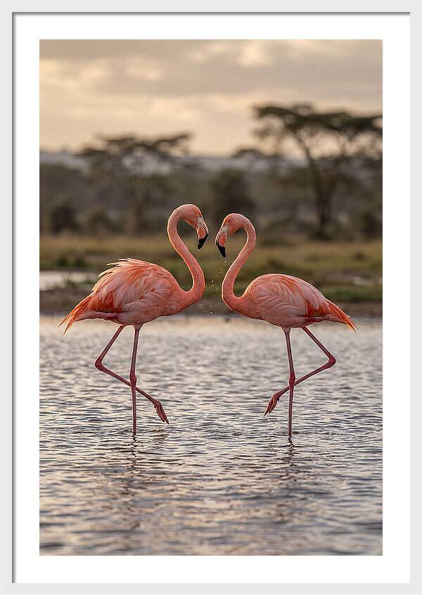 Elegant Flamingos In Motion