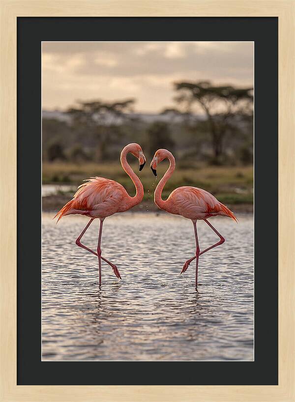 Elegant Flamingos In Motion