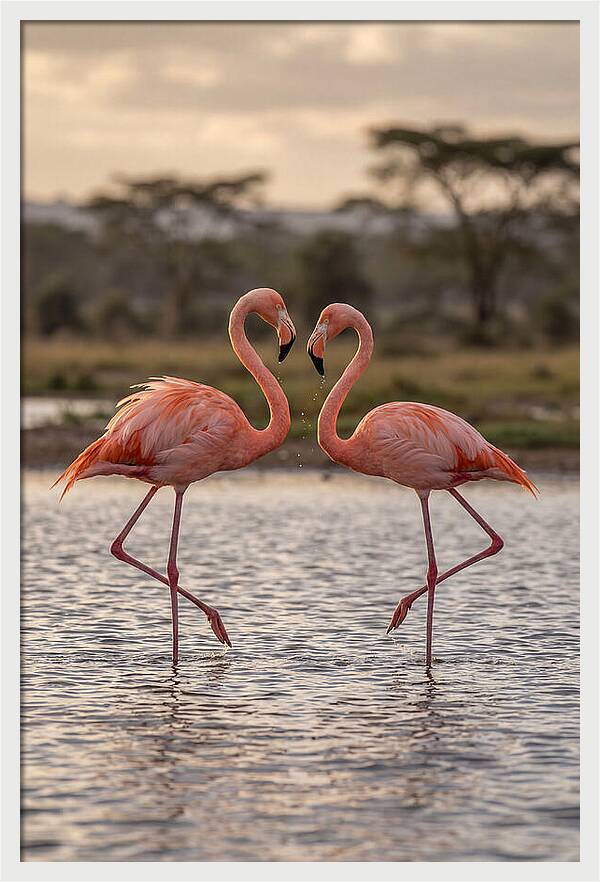Elegant Flamingos In Motion