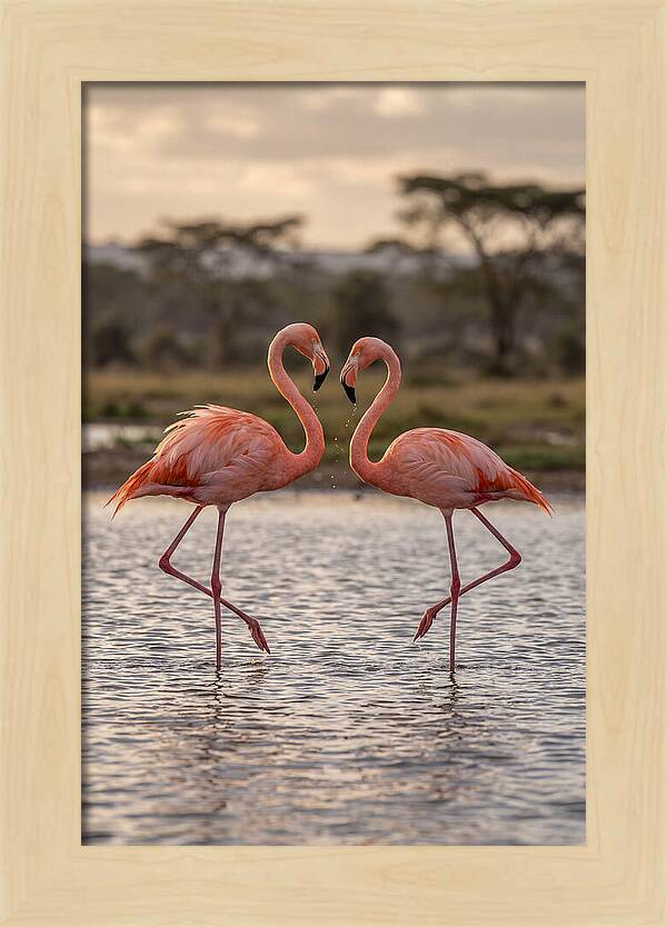 Elegant Flamingos In Motion