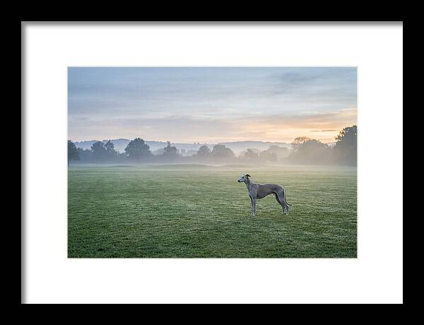 Elegant Greyhound In Misty Morning