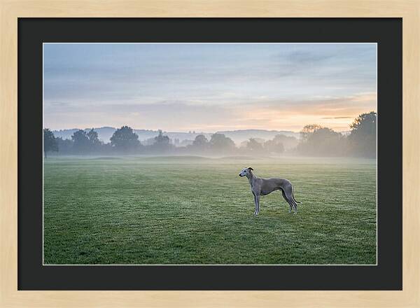 Elegant Greyhound In Misty Morning