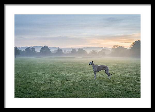 Elegant Greyhound In Misty Morning