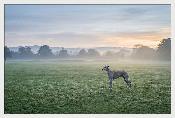 Elegant Greyhound In Misty Morning