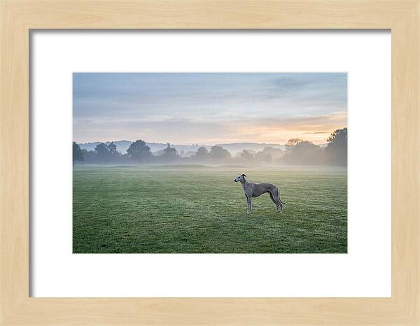 Elegant Greyhound In Misty Morning