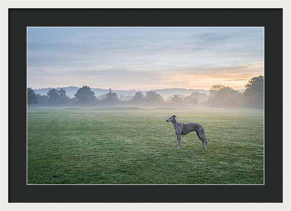 Elegant Greyhound In Misty Morning