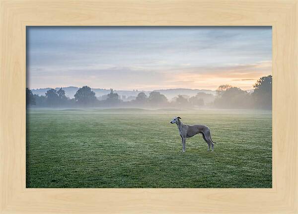 Elegant Greyhound In Misty Morning