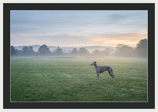 Elegant Greyhound In Misty Morning