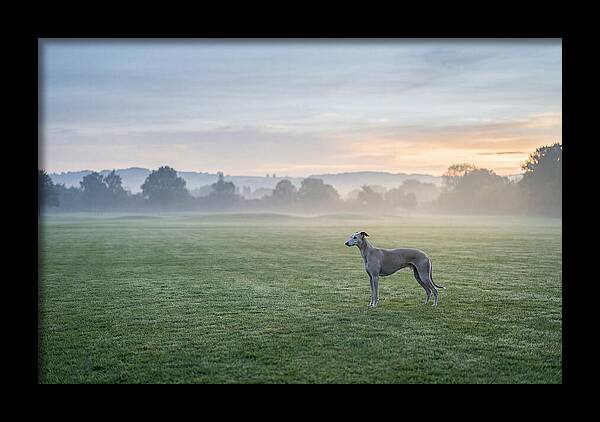 Elegant Greyhound In Misty Morning