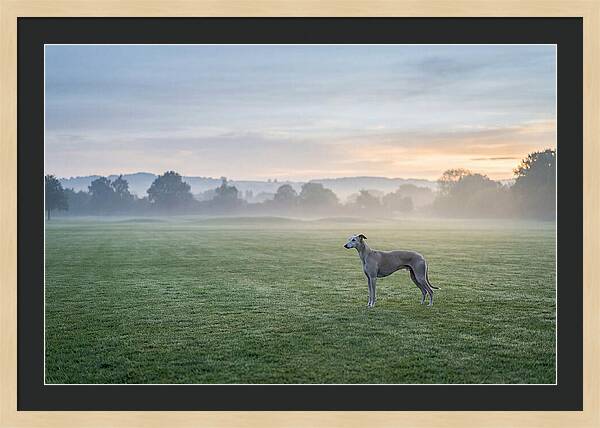 Elegant Greyhound In Misty Morning